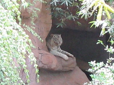 picture of tiger from Audubon Zoo, New Orleans