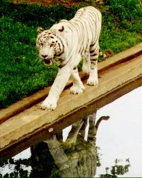 A White Tiger by some water.