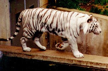 A White Tiger !