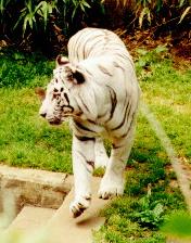 White Tiger Picture !