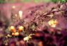 False-Foxglove---Aureolaria.jpg