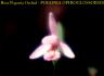 Rose-Pogonia-Orchid---Pogon.jpg