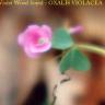 Violet-Wood-Sorrel---Oxalis.jpg