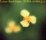 Yellow-Eyed-Grass---Xyris-A.jpg