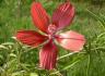 scarlet-hibiscus.jpg
