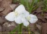 spiderwort,-white.jpg
