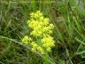 yellow-savannah-milkwort.jpg